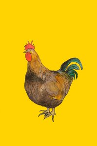 Cock, 2008 (wc og conte crayon på papir)